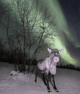 Reindeer experience in Lapland under the northern lights with Aurora Holidays in Utsjoki