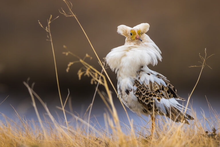Ruff at Lek in Utsjoki