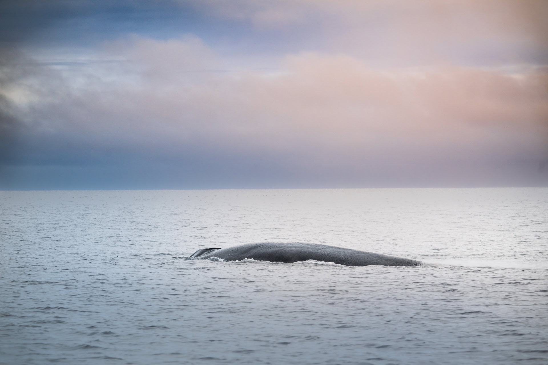 Whale_watching_with_aurora_hol